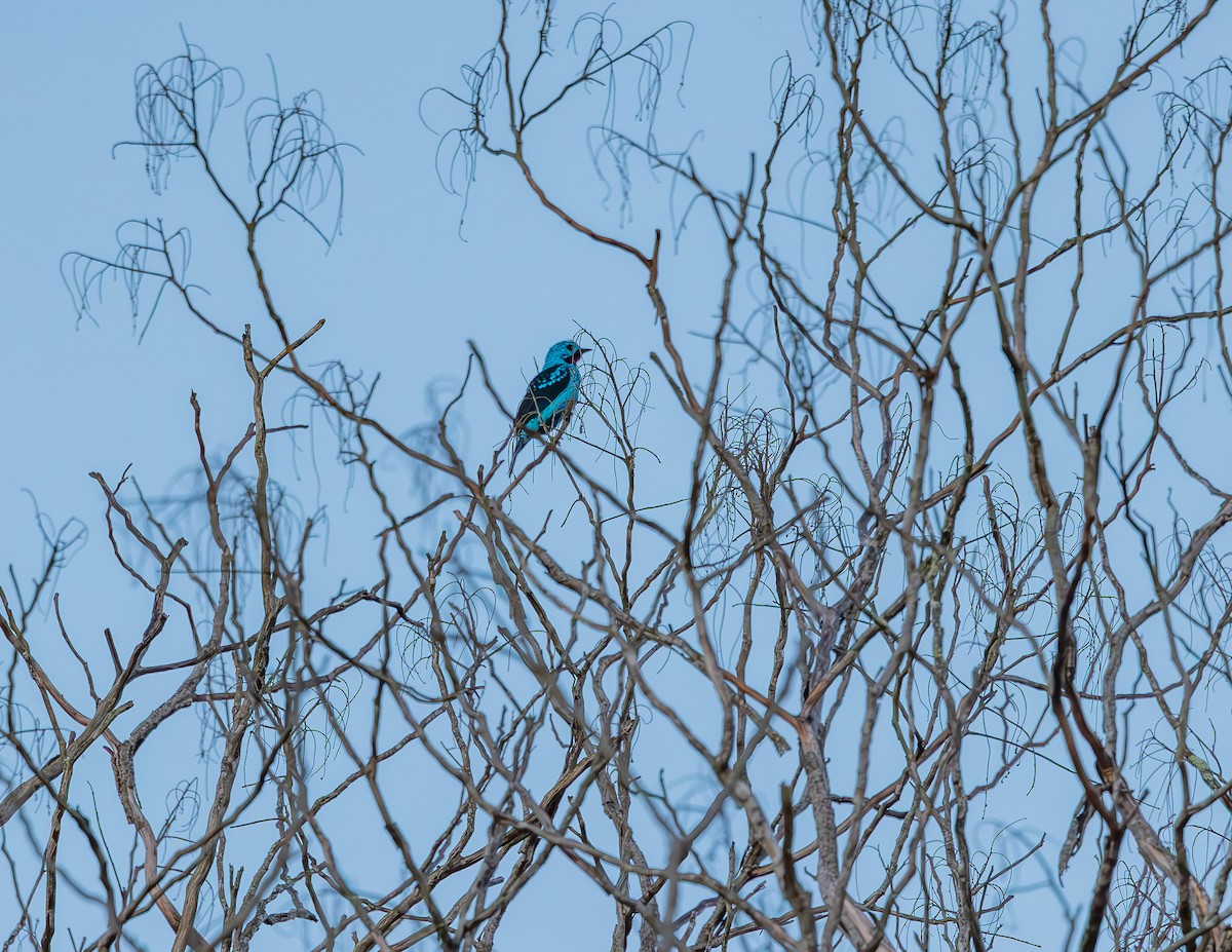 Spangled Cotinga - ML643879494