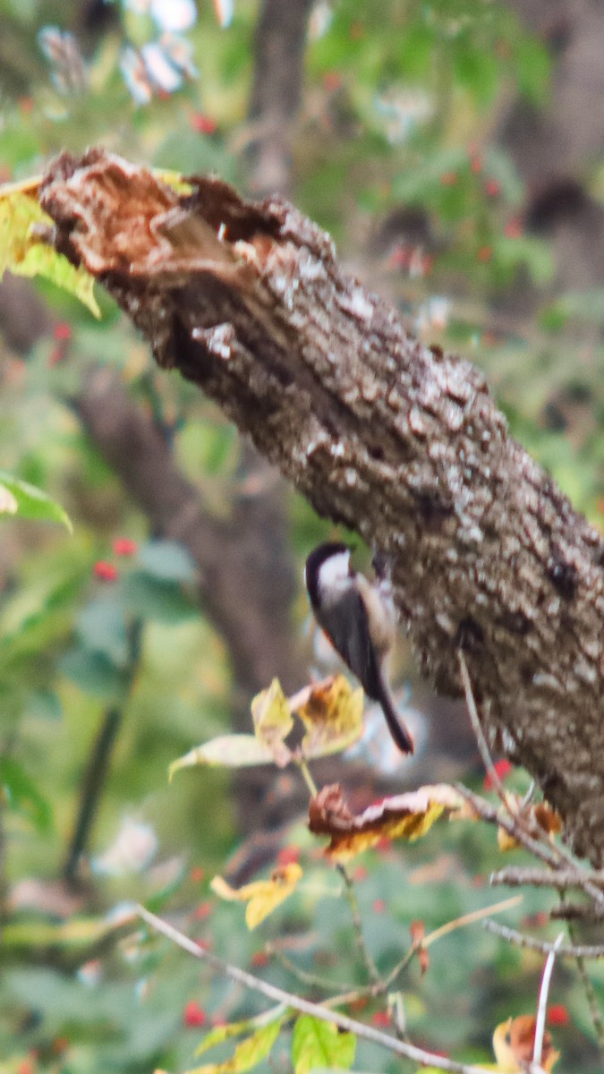 Carolina Chickadee - ML643879515