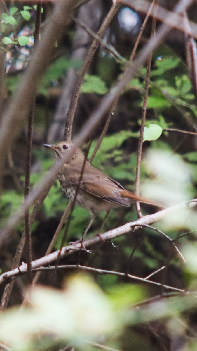 Hermit Thrush - ML643879525