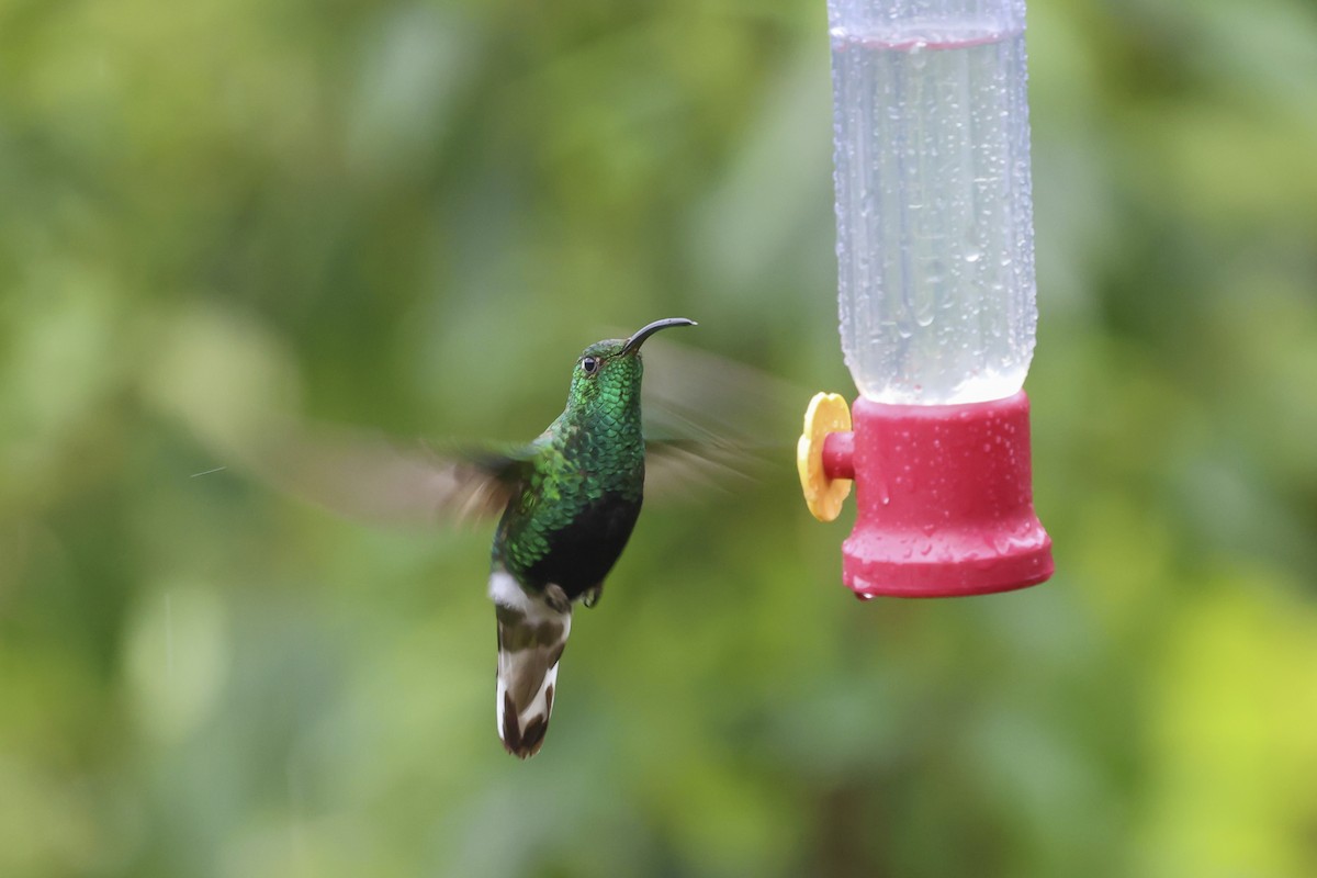 Mountain Velvetbreast - ML643879535