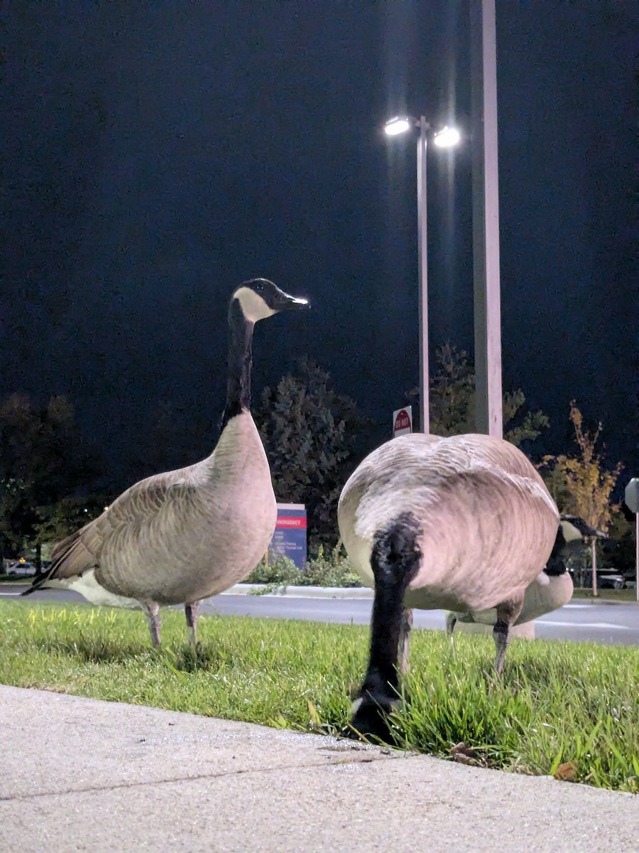 Canada Goose - ML643879541