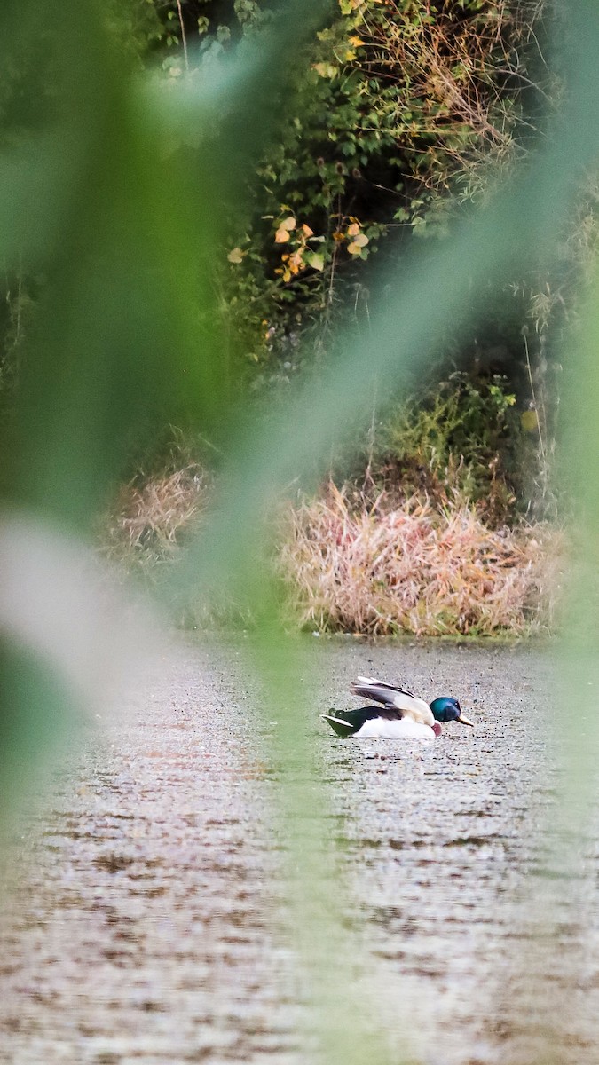 Mallard - ML643879548