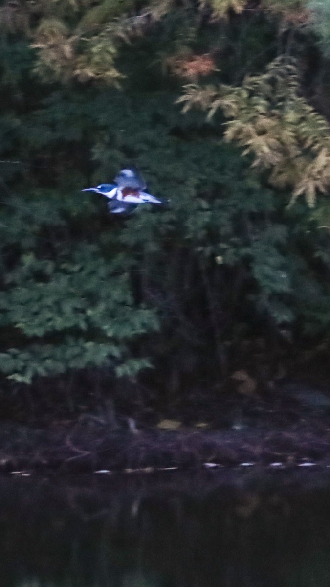 Belted Kingfisher - ML643879550