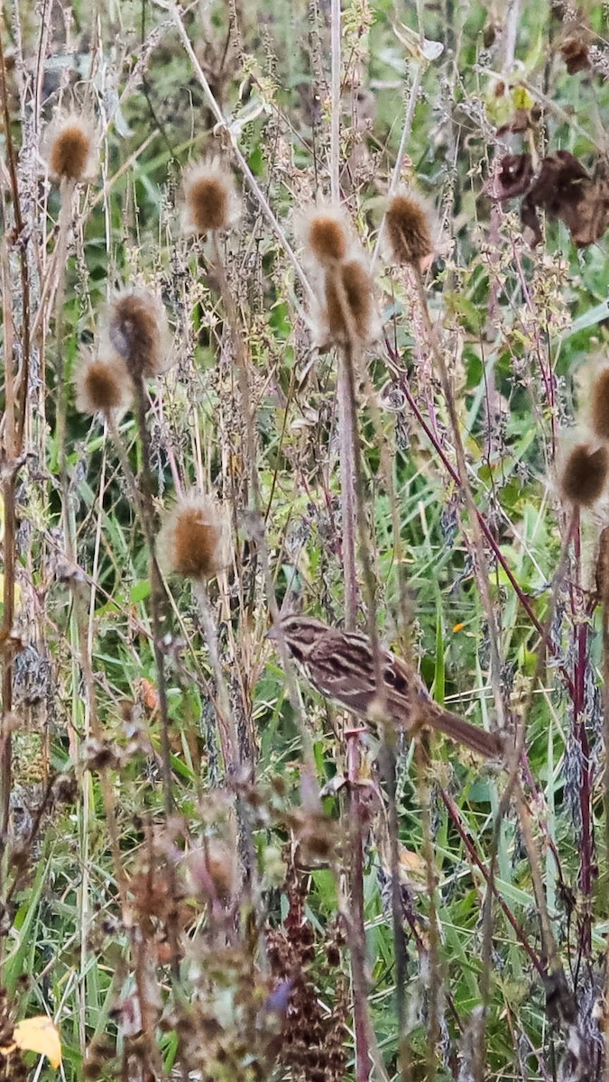 Song Sparrow - ML643879553