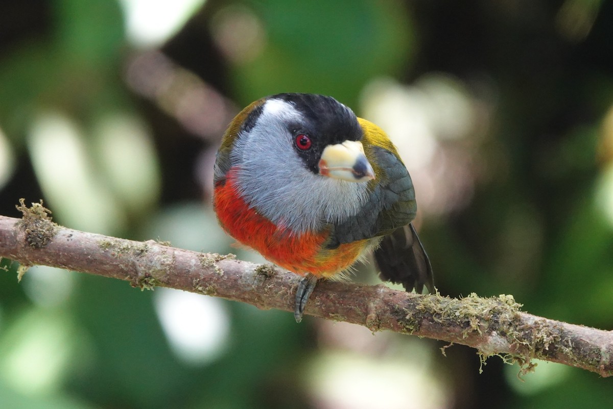 Toucan Barbet - ML643879558