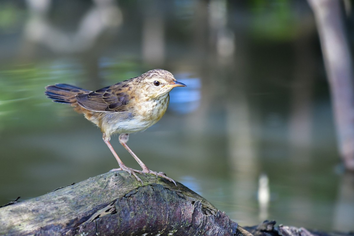 シベリアセンニュウ - ML643879591