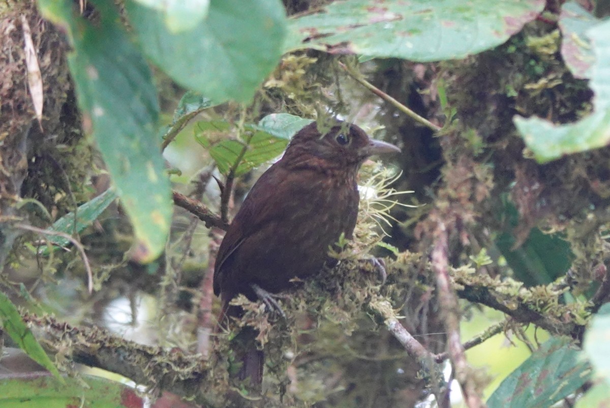 Uniform Treehunter - ML643879594