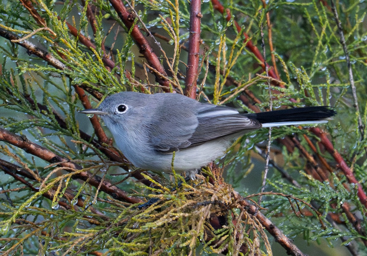 Blue-gray Gnatcatcher - ML643879600