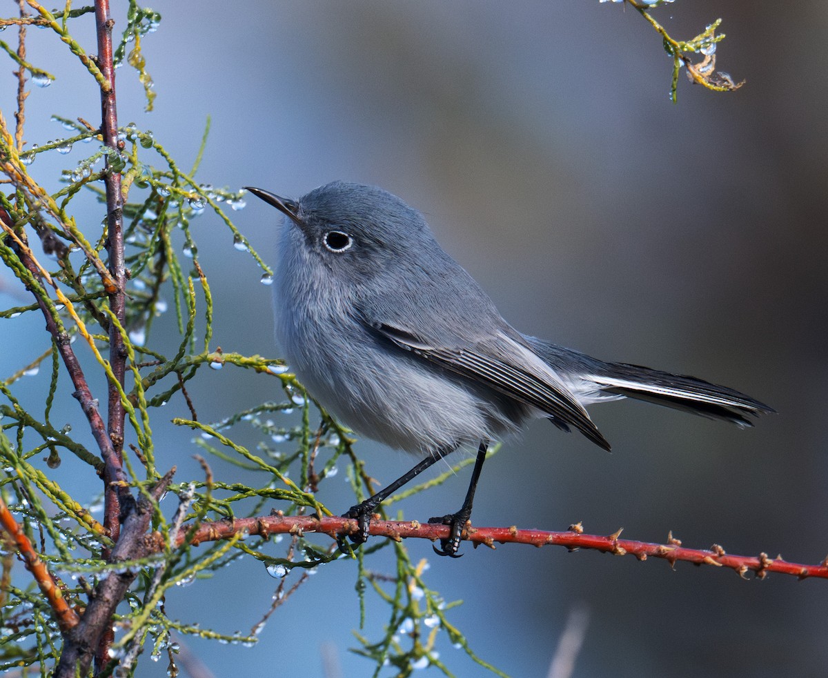 Blue-gray Gnatcatcher - ML643879601