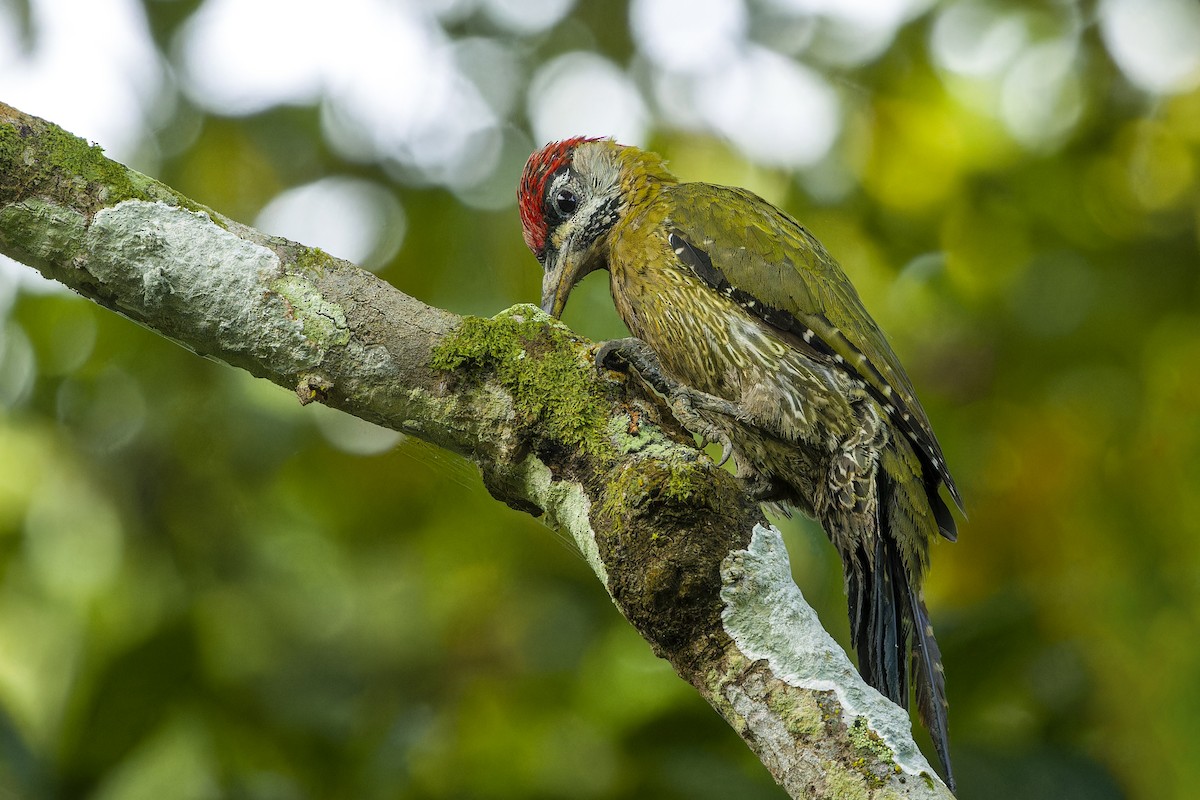 Streak-breasted Woodpecker - ML643879603