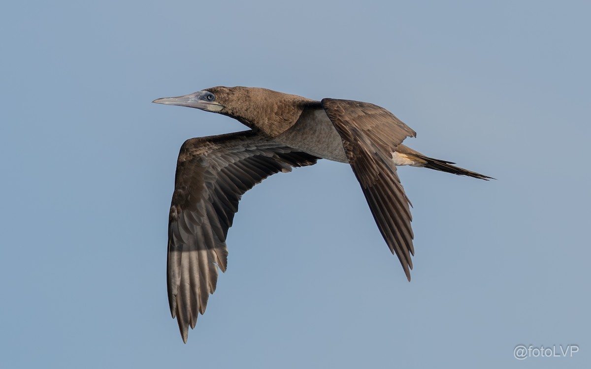 Brown Booby - ML643879606
