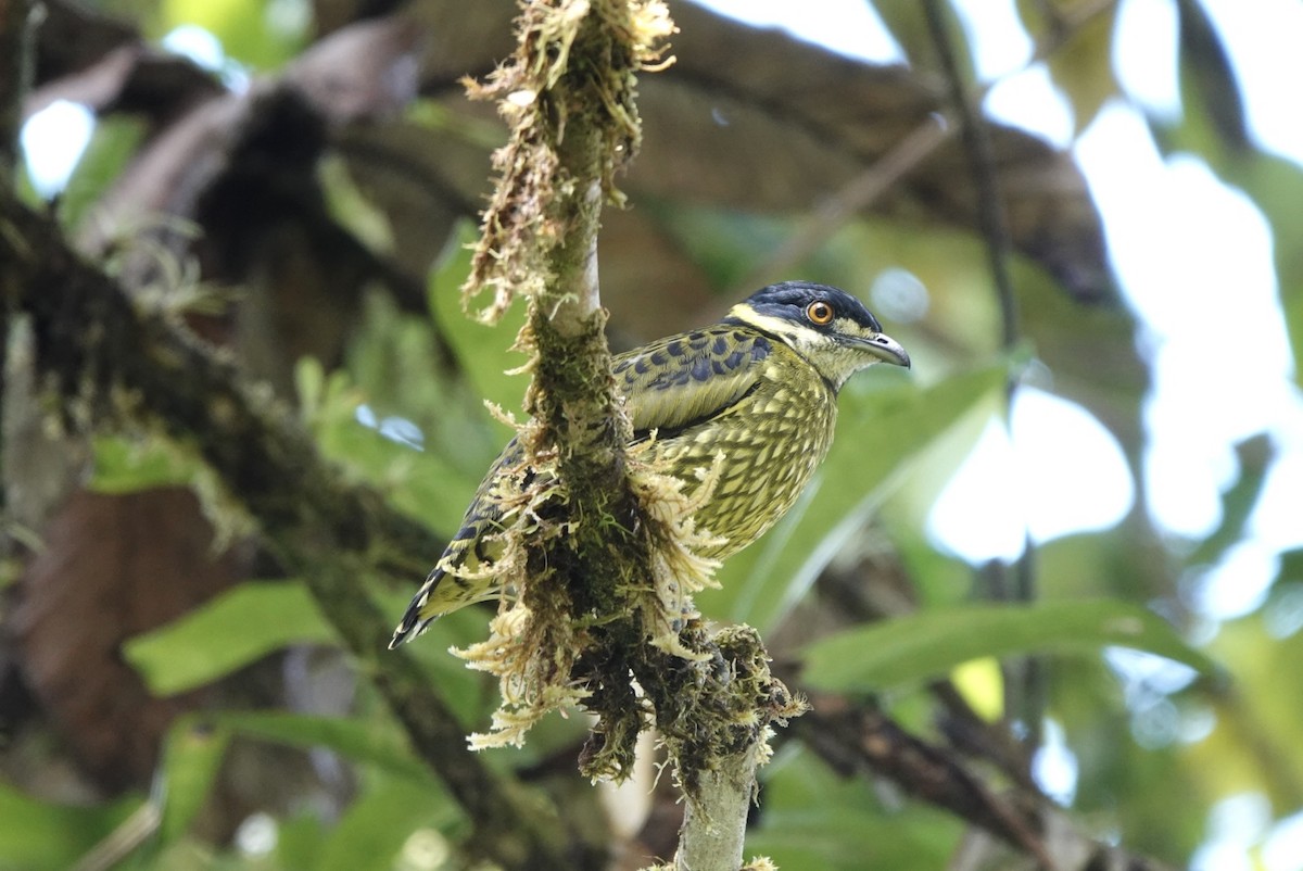 Scaled Fruiteater - ML643879611