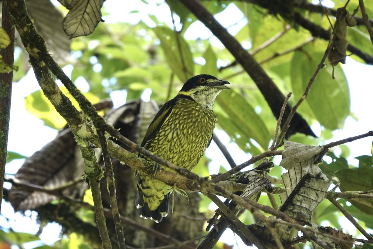 Scaled Fruiteater - ML643879612