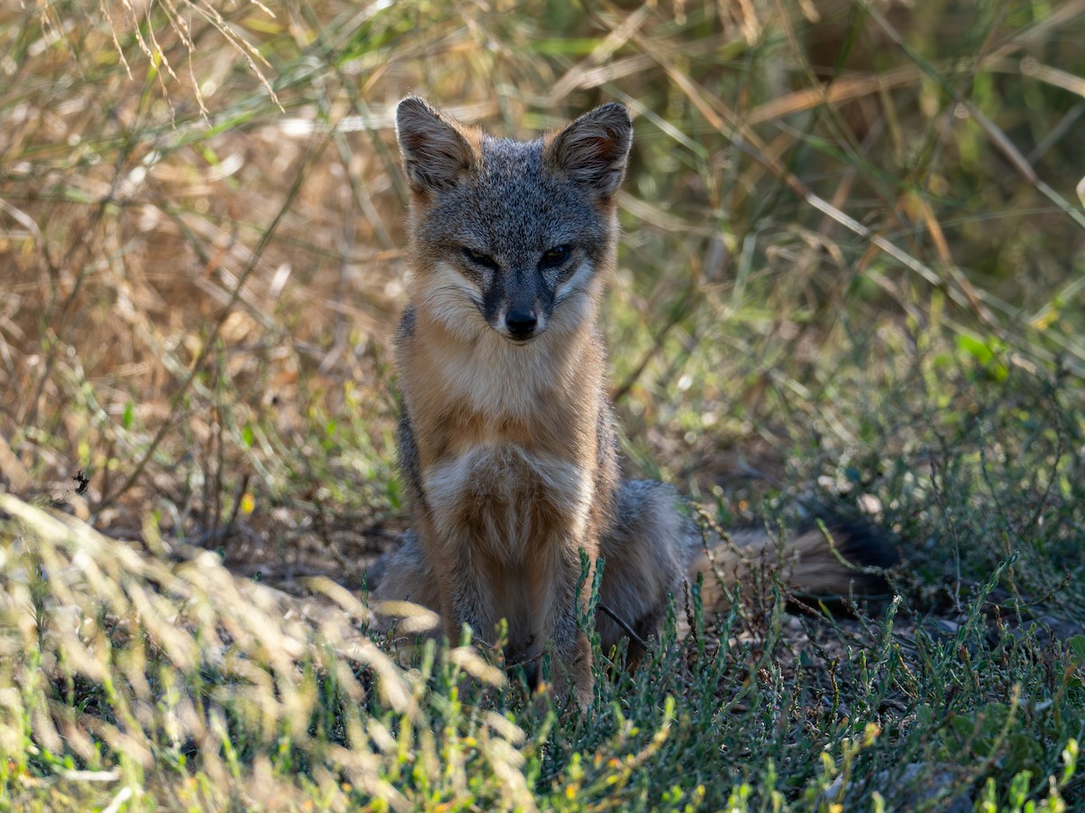 Mammals - ML643879615