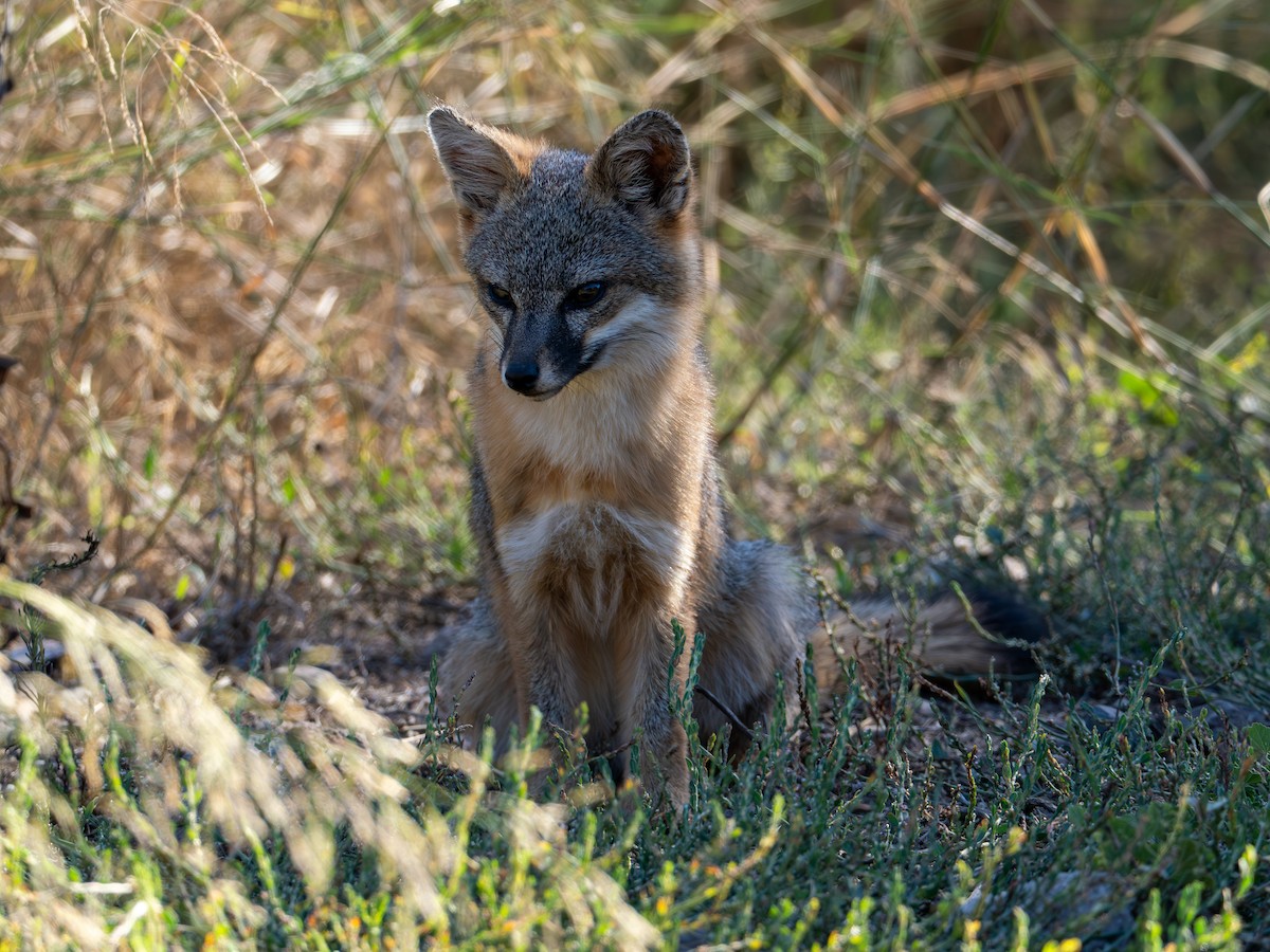 Island Fox - ML643879616