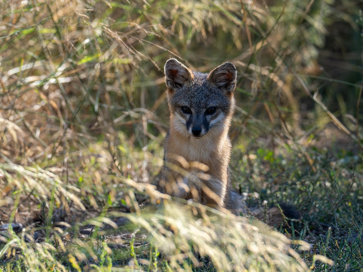 Island Fox - ML643879617