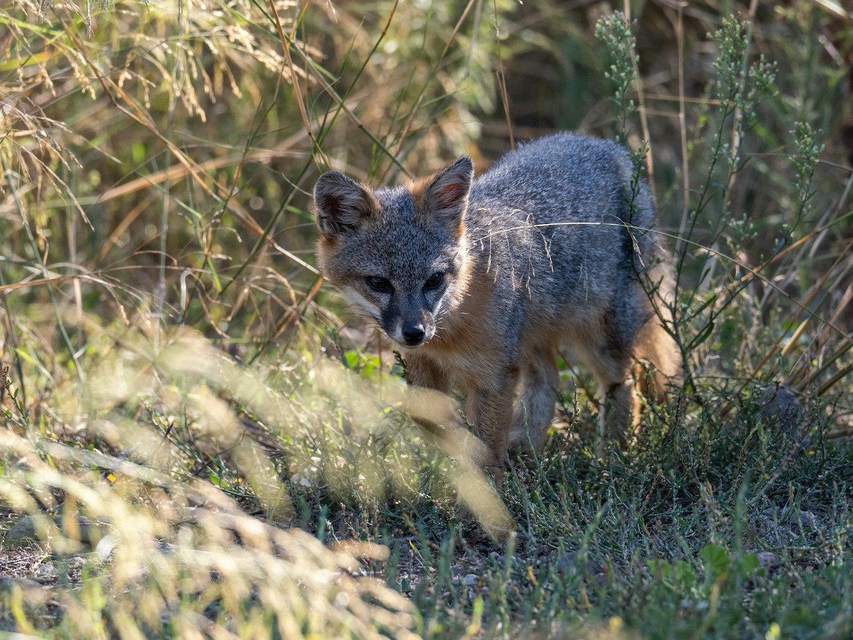 Island Fox - ML643879618