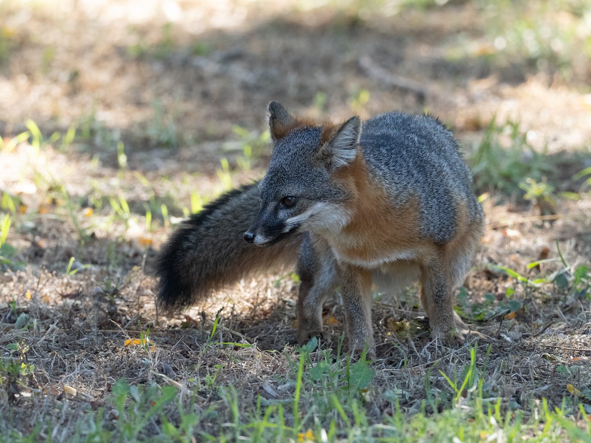 Island Fox - ML643879619