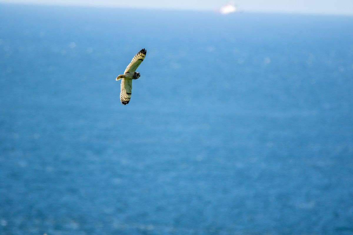 Short-eared Owl - ML643879623