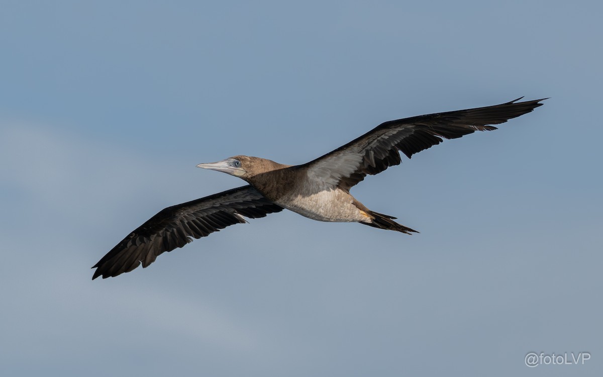 Brown Booby - ML643879624