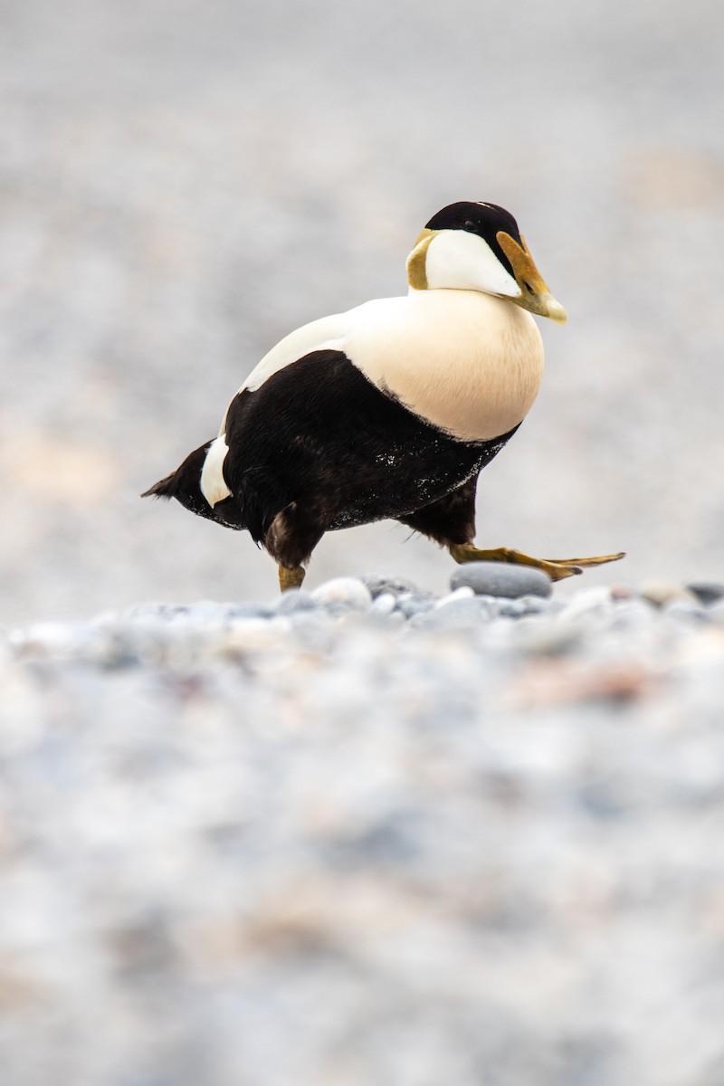 Common Eider - ML643879630