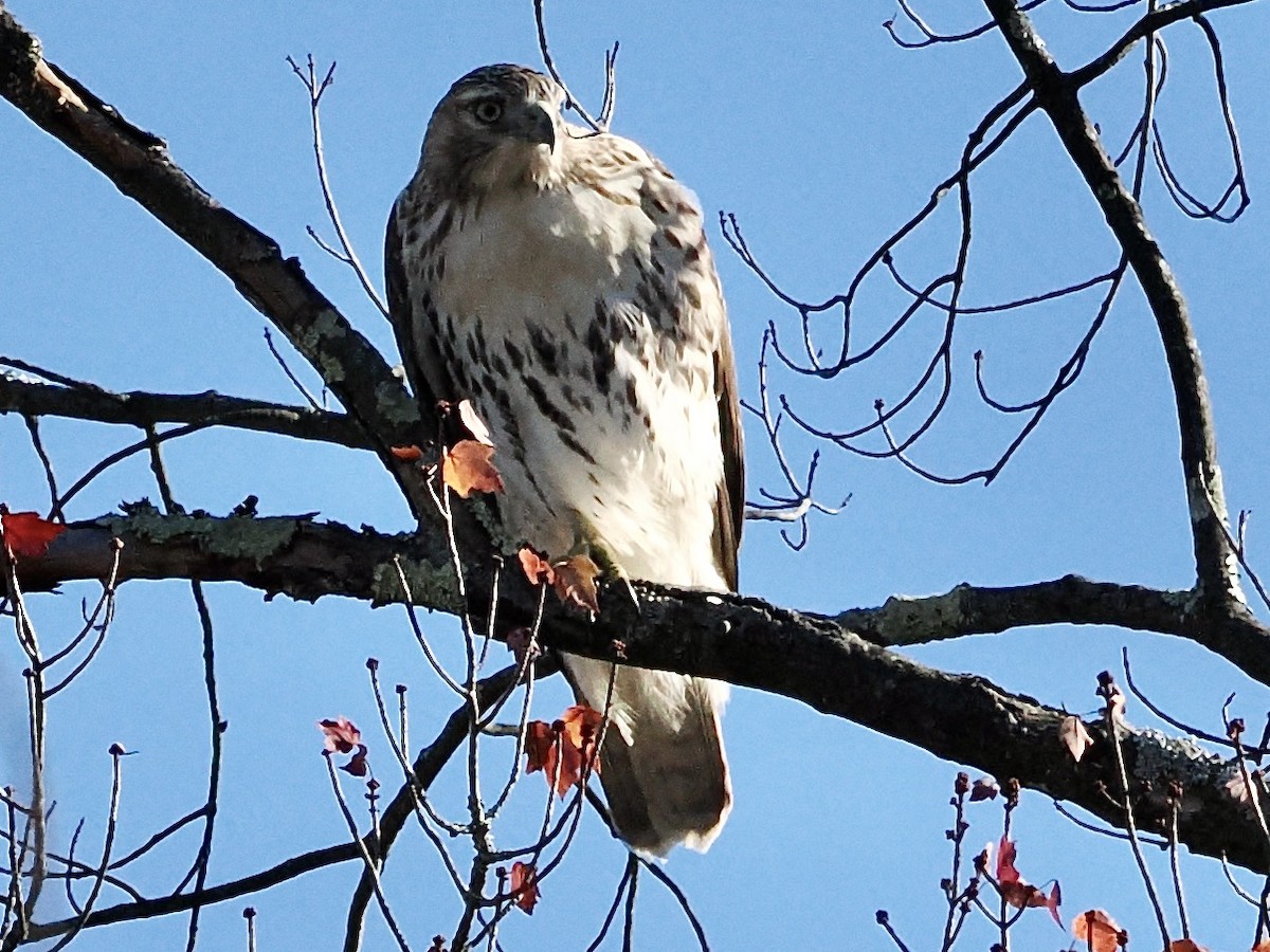 Red-tailed Hawk - ML643879633