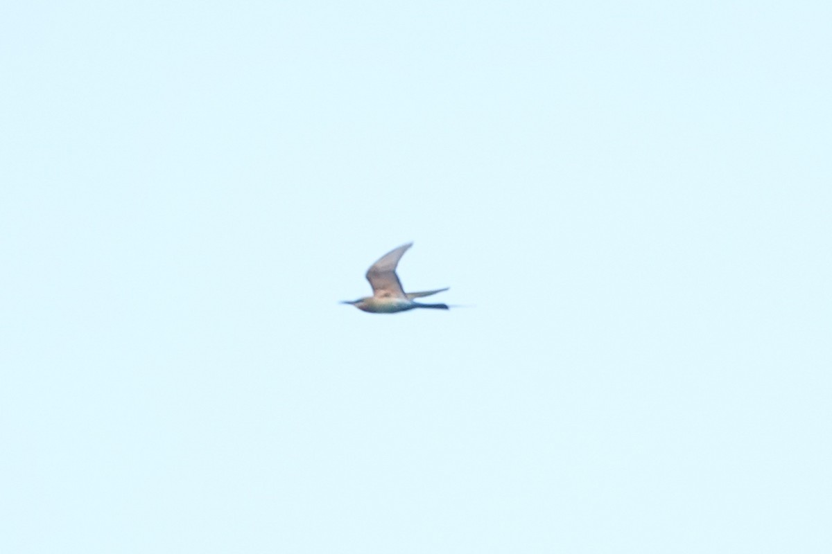 Blue-tailed Bee-eater - ML643879637