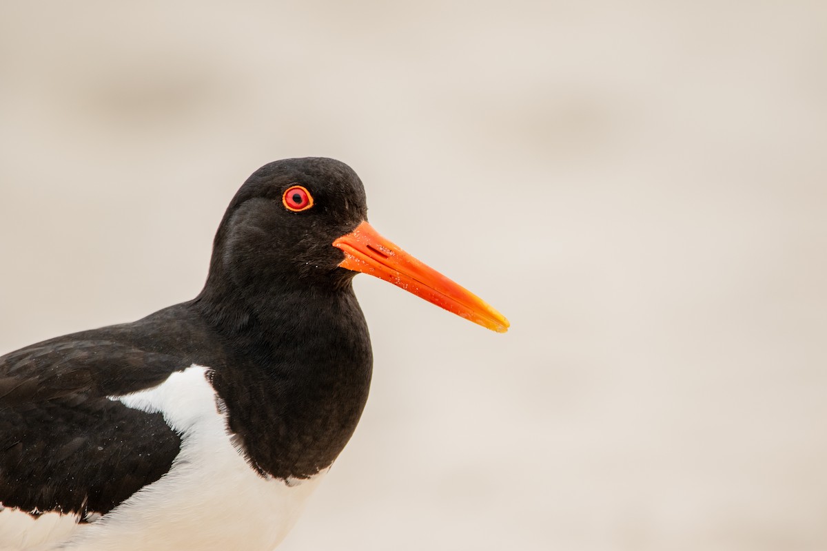 Eurasian Oystercatcher - ML643879638