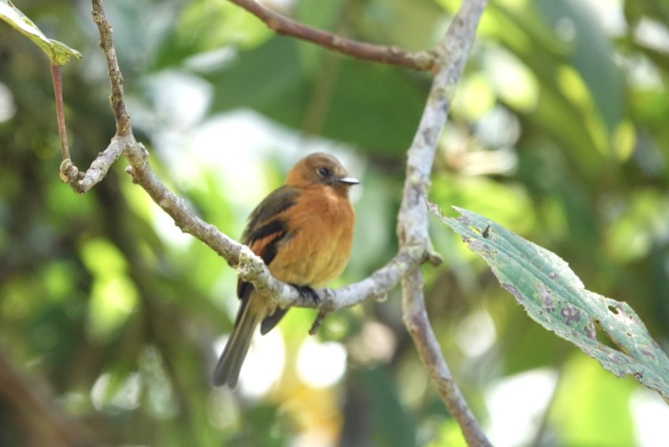 Cinnamon Flycatcher - ML643879641