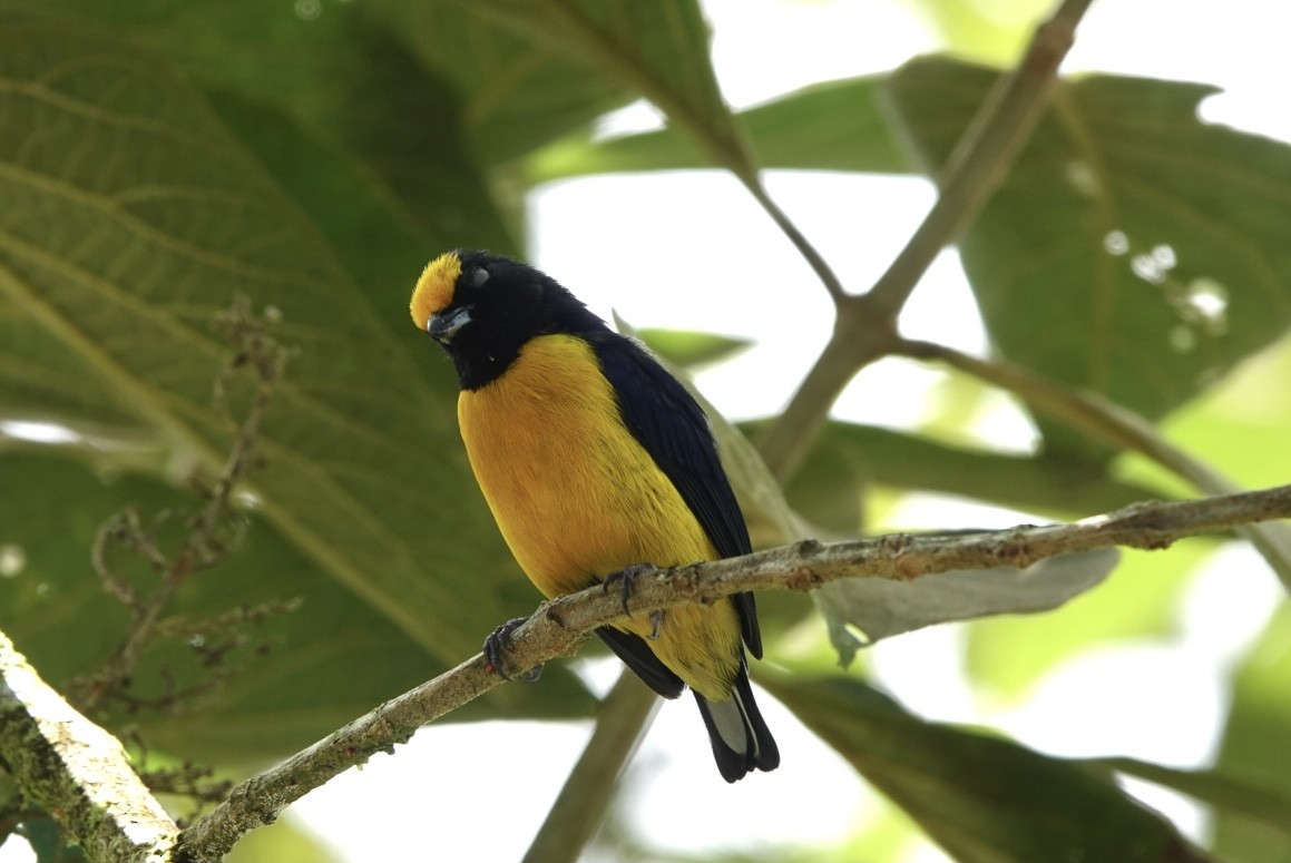 Orange-bellied Euphonia - ML643879687