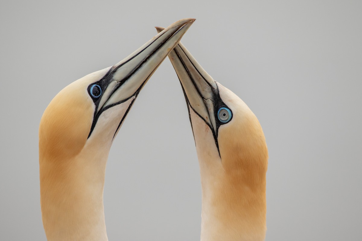 Northern Gannet - ML643879710
