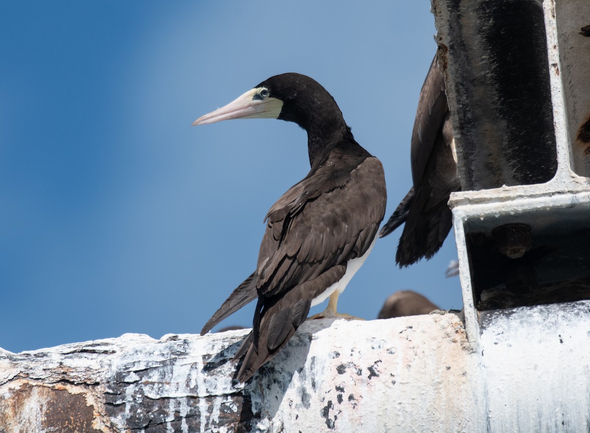 Brown Booby - ML643879712