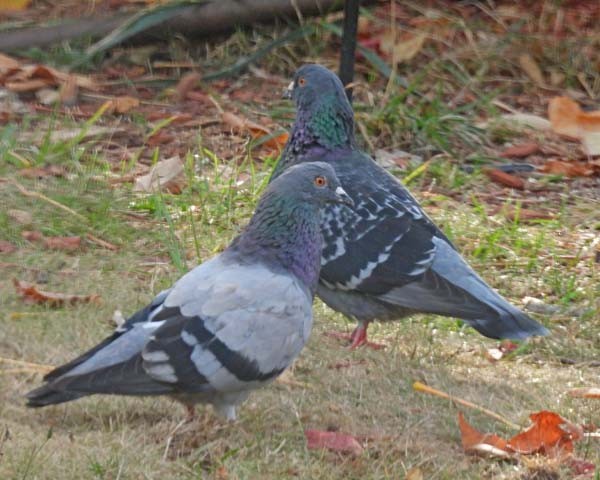 Piccione domestico - ML643879714