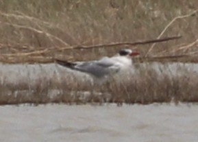 Caspian Tern - ML643879716