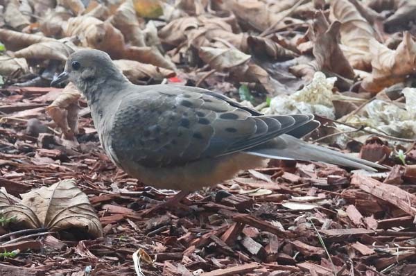 Mourning Dove - ML643879719
