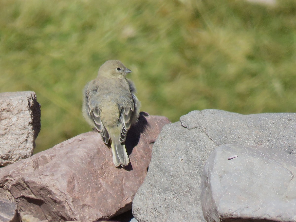 Greater Yellow-Finch - ML643879720
