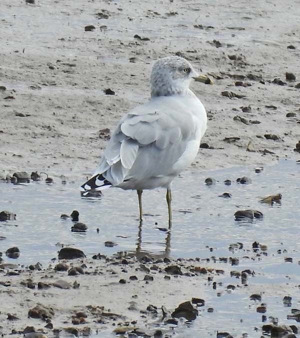 Gavina americana - ML643879723