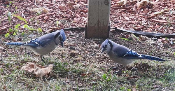 Blue Jay - ML643879726