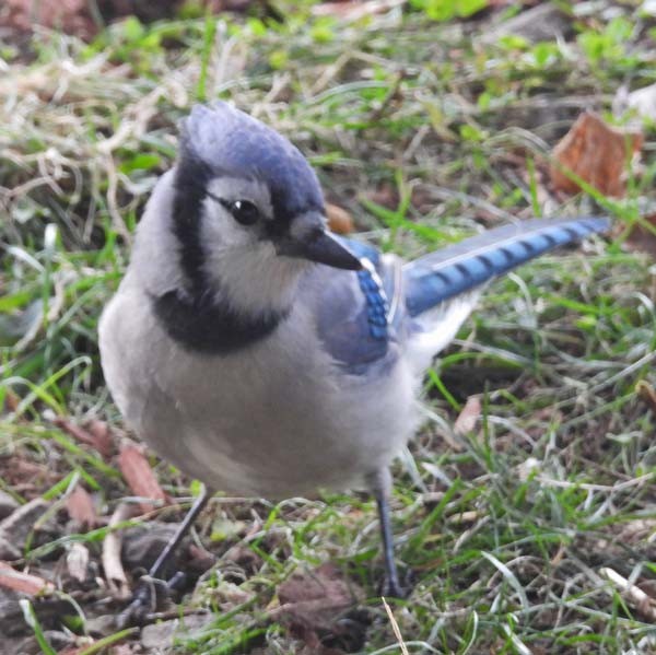 Blue Jay - ML643879728