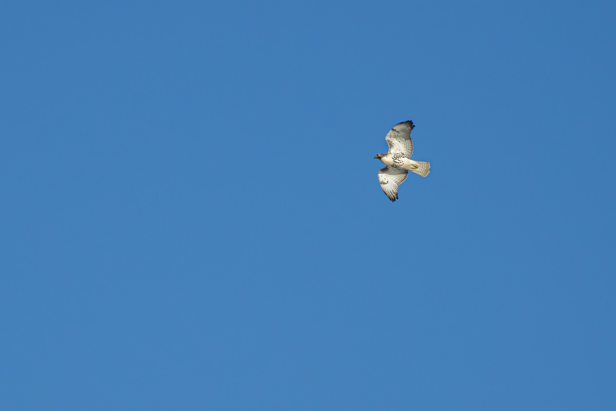 Red-tailed Hawk - ML643879730