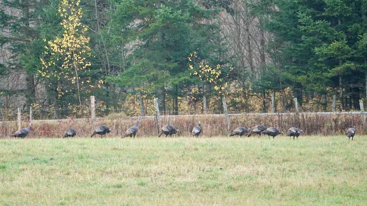 Wild Turkey - ML643879731