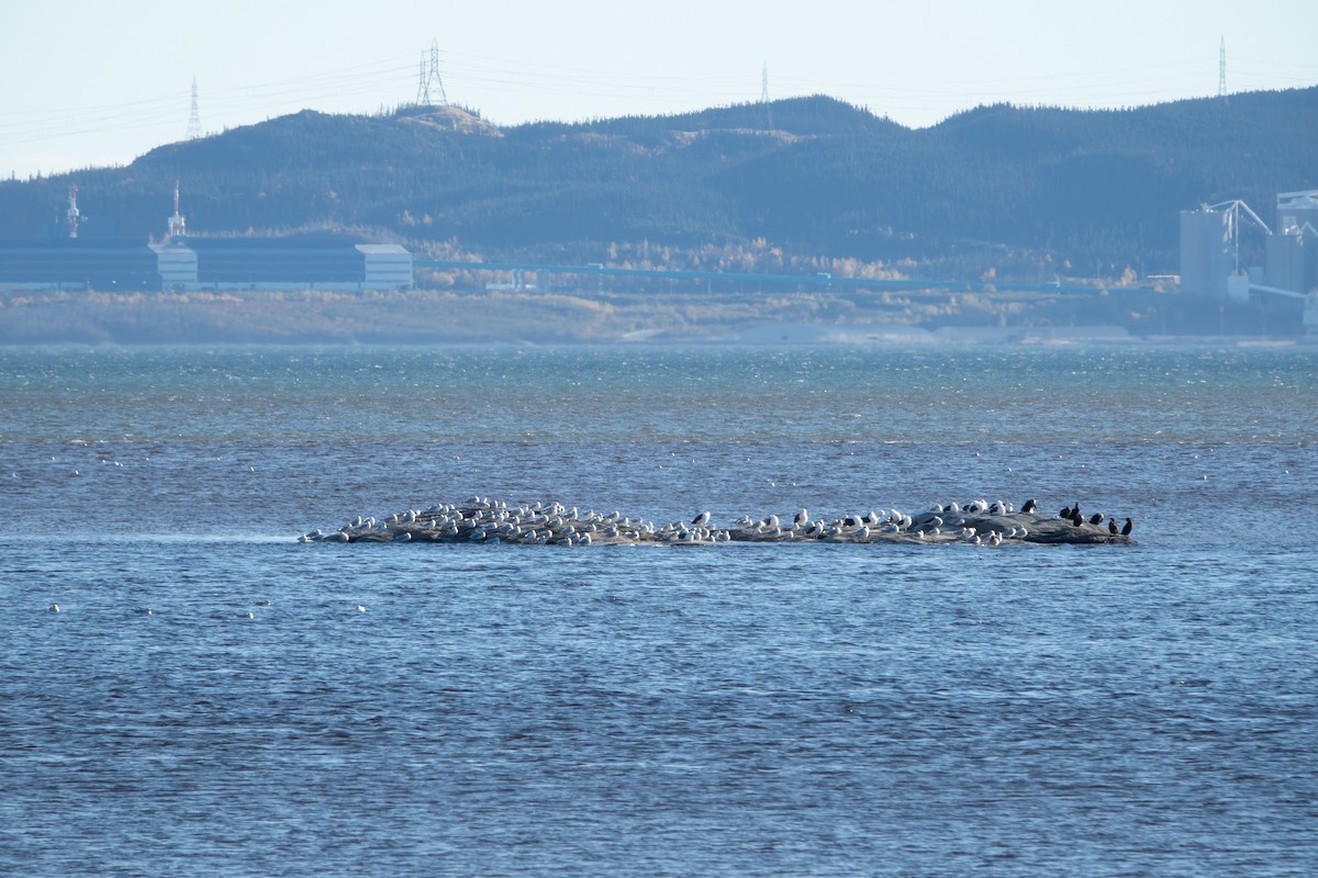 Larus sp. - ML643879732