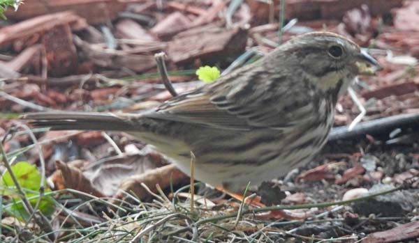 Song Sparrow - ML643879734