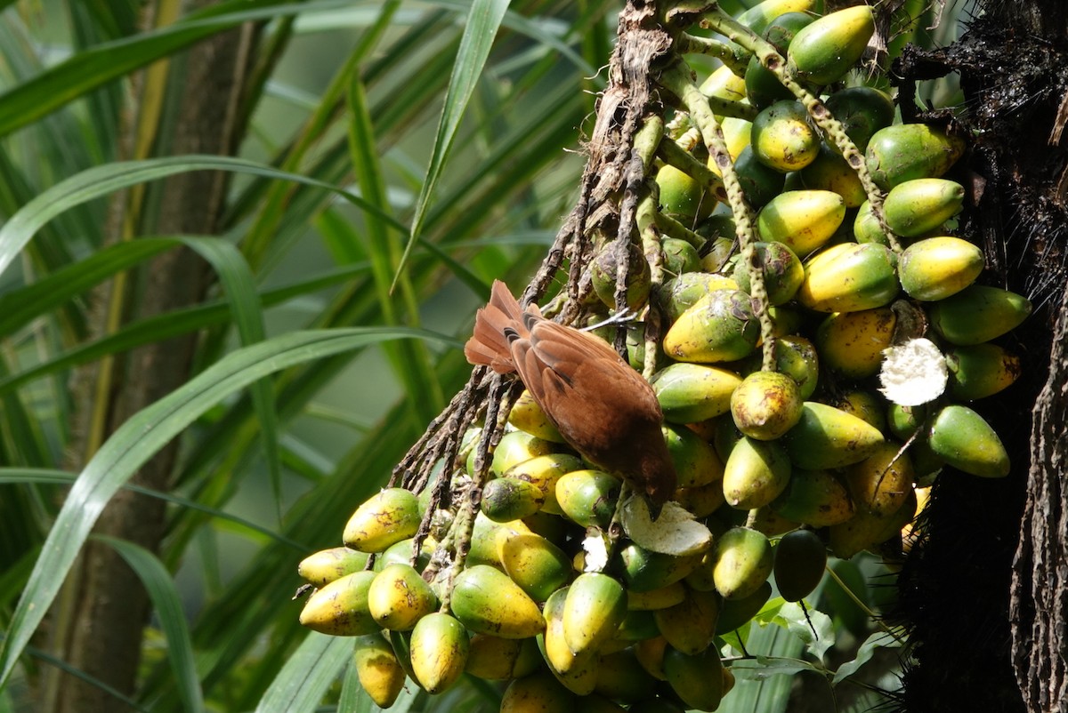 White-lined Tanager - ML643879746