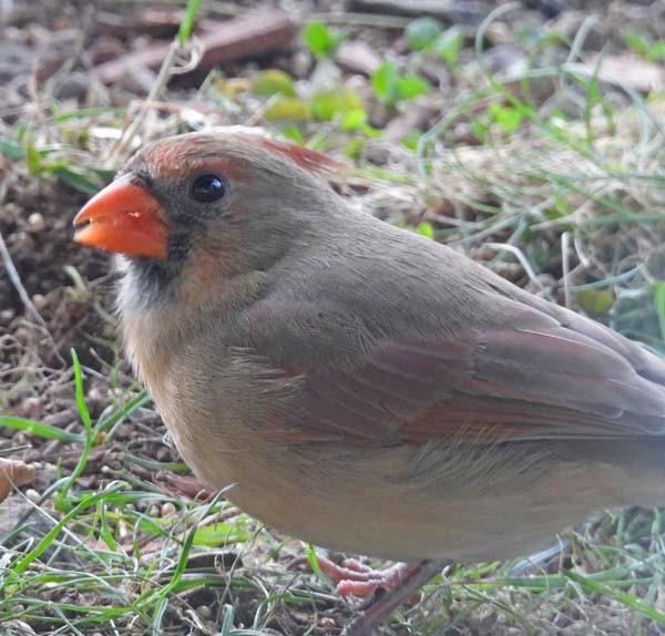 Northern Cardinal - ML643879748