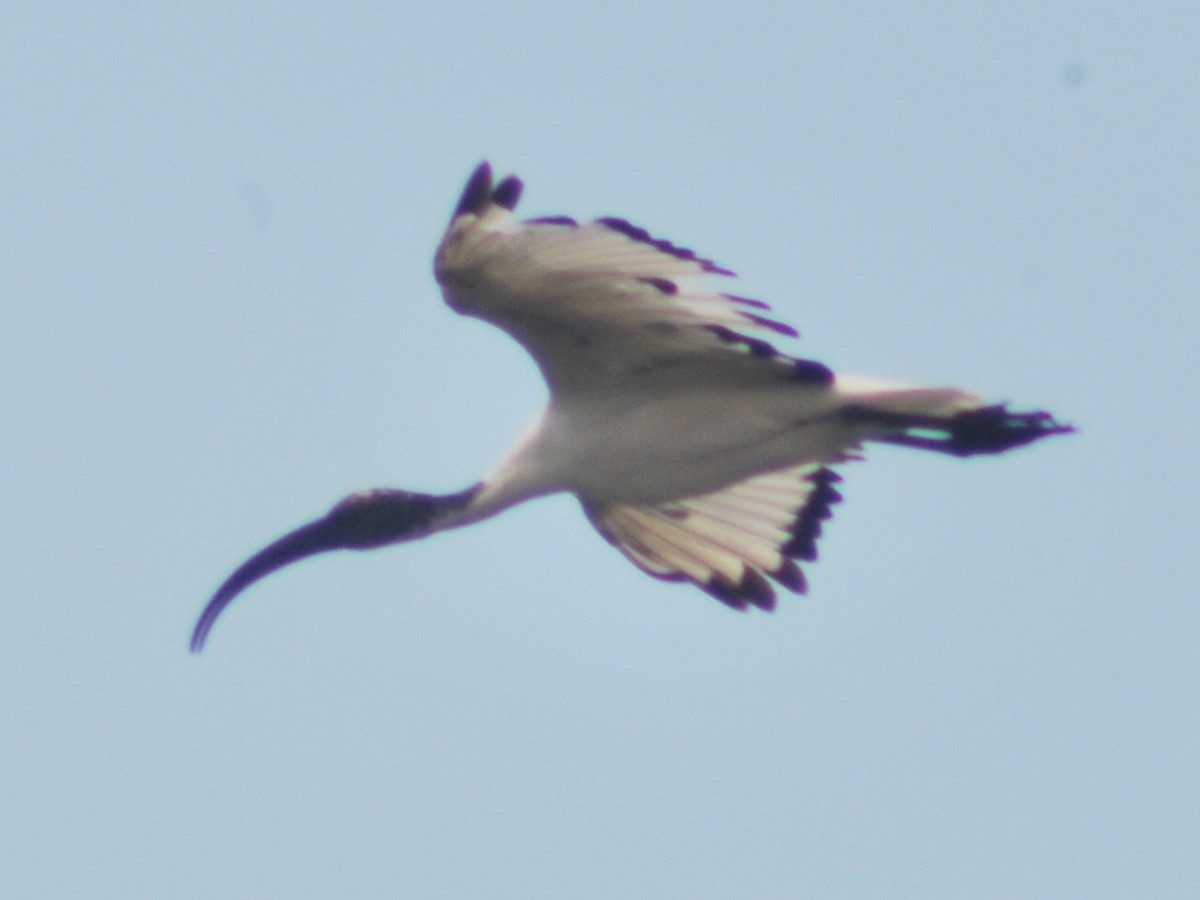 African Sacred Ibis - ML643879754