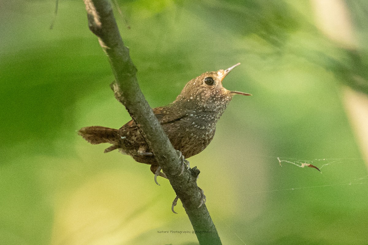 Spotted Elachura - ML643879768