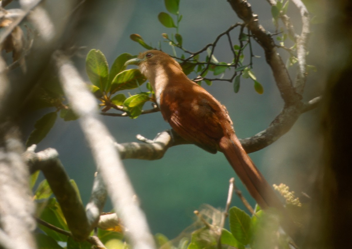 Common Squirrel-Cuckoo - ML643879773