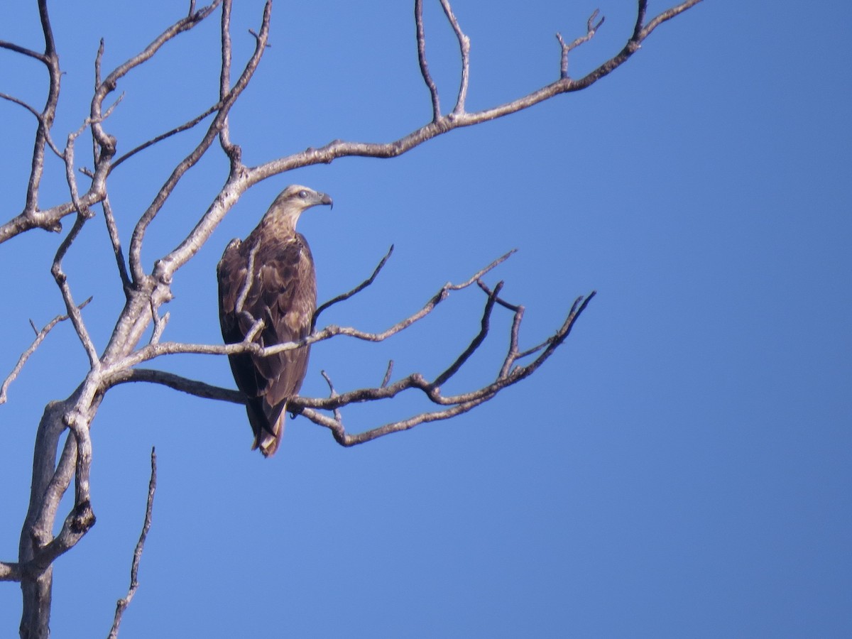 シロハラウミワシ - ML643879778