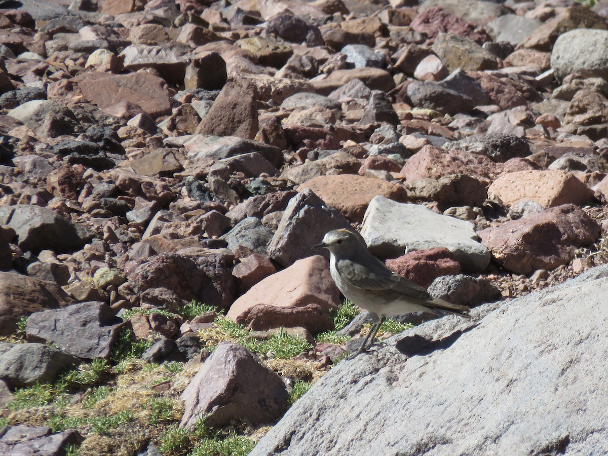 Dormilon à nuque jaune - ML643879782